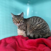 CANDY Promise, chatte à adopter