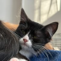 ZAERIS, chatte à adopter