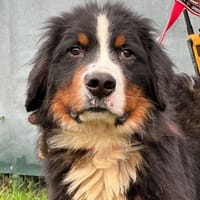 TYRION, chien à adopter