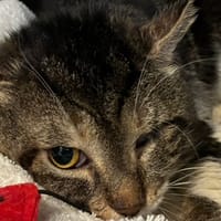 BENNY, chat à adopter