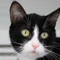 Mikado, chat à adopter