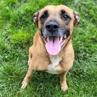 Valdi, chienne à adopter