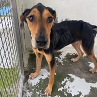 ENOLA, chienne à adopter
