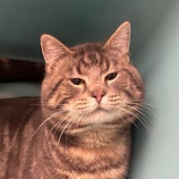 SILNY, chat à adopter