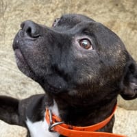 RAJAH TAZ, chien à adopter