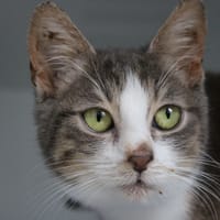 Pépito, chat à adopter