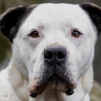 LOÏAL, chien à adopter