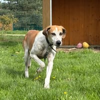 Opale, chienne à adopter