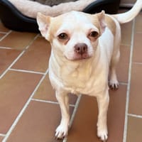 OLLA, chienne à adopter