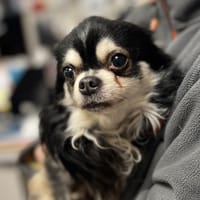 COCA, chien à adopter