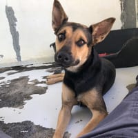 SERENADE, chienne à adopter