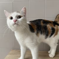 BAIDA, chatte à adopter