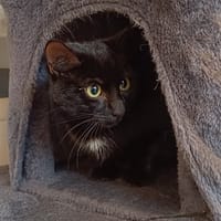 YOUPI, chat à adopter