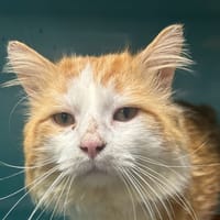 ESPOIR, chat à adopter