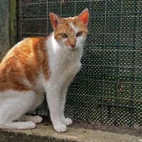 SWEETY C, chatte à adopter