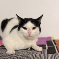 Punto CAB5255, chat à adopter