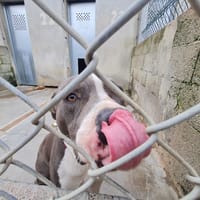 IWA, chien à adopter