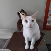 MIMO PAB28582, chat à adopter