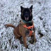 PALMA, chienne à adopter