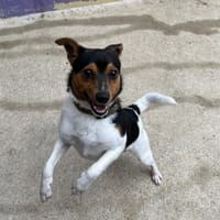 POGO, chien à adopter