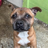 NAIKO, chien à adopter