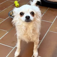 OSCKA, chienne à adopter