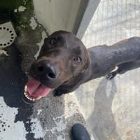 JIN-WOO, chienne à adopter