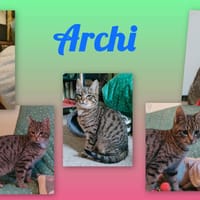 ARCHI, chat à adopter
