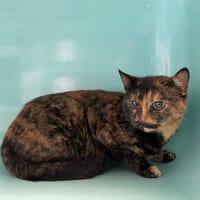 KATIE, chatte à adopter