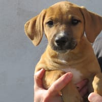 BILLY, chienne à adopter