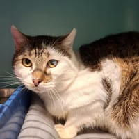 USKY, chat à adopter