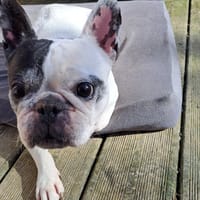 USHA, chienne à adopter