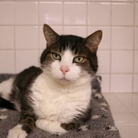 MAXOU HAB17539, chat à adopter