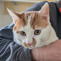 Lupin, chat à adopter