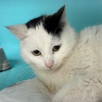 BICHETTE, chatte à adopter