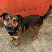 BALOU, chien à adopter