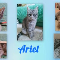 ARIEL, chatte à adopter