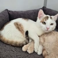 HOOPER, chat à adopter