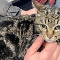 API, chatte à adopter