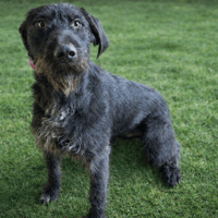 Marcel PAA24125, chien à adopter