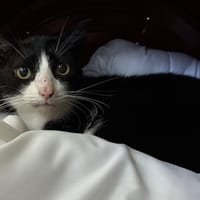 ASRAEL, chat à adopter