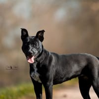 Aby, chienne à adopter