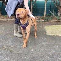 ROCKET VAA, chien à adopter