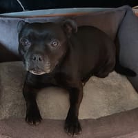 PERLA PAA24117, chienne à adopter