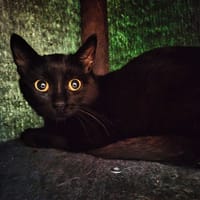 Moon, chatte à adopter