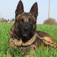 SIMBA, chien à adopter