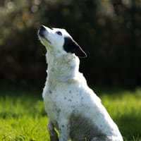 Pablo, chien à adopter