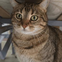 nunca, chatte à adopter