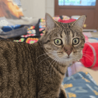 NUNCA, chatte à adopter