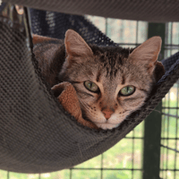 NOUGATINE, chatte à adopter